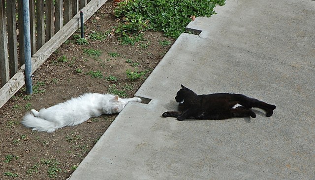 TheGhostOfMrs.Smith_1 of Many