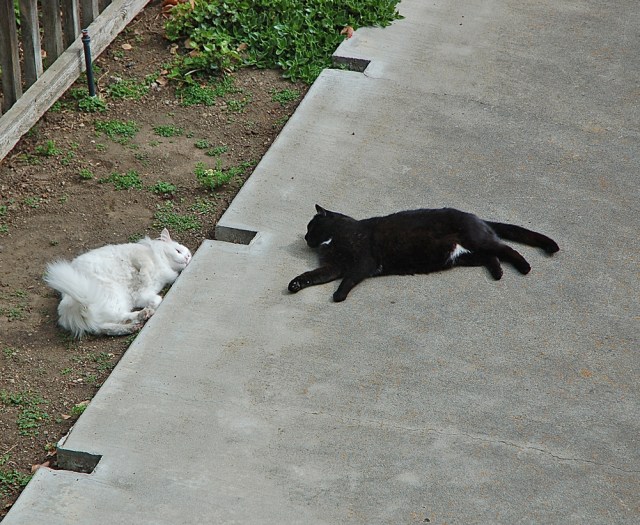 Photo 2 of Many of WhiteCat