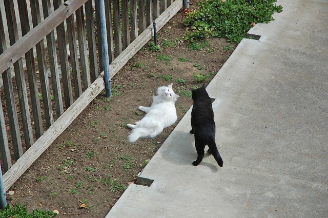 ghostofmrssmith_1974_100