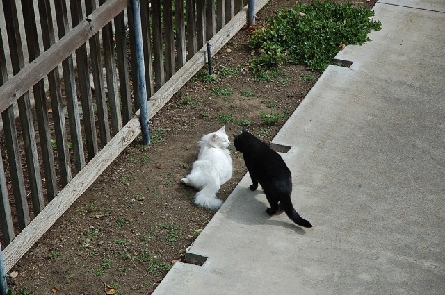 ghostofmrssmith_1977_100