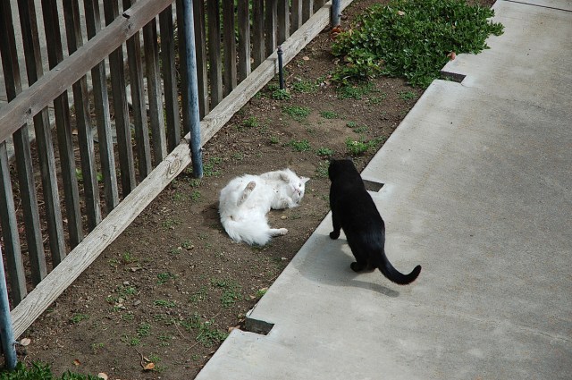 ghostofmrssmith_1978_100