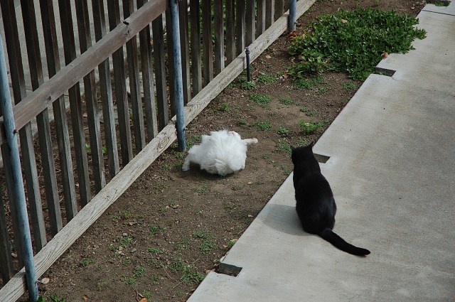 ghostofmrssmith_1980_100