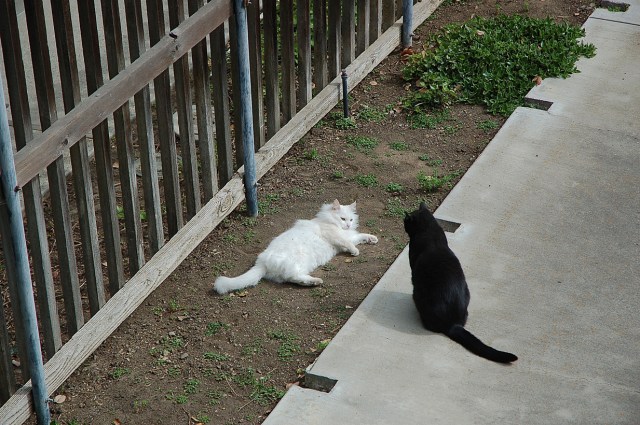 ghostofmrssmith_1982_100