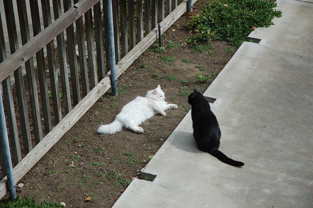 ghostofmrssmith_1983_100