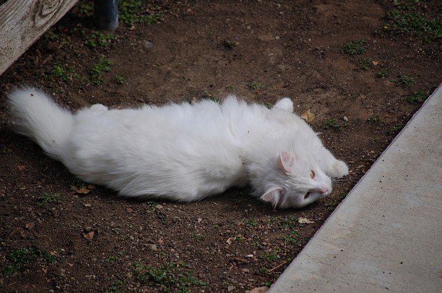 ghostofmrssmith_1991_100