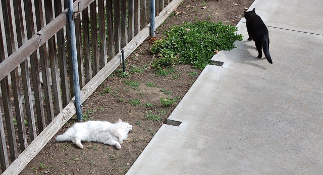 ghostofmrssmith_1996_100