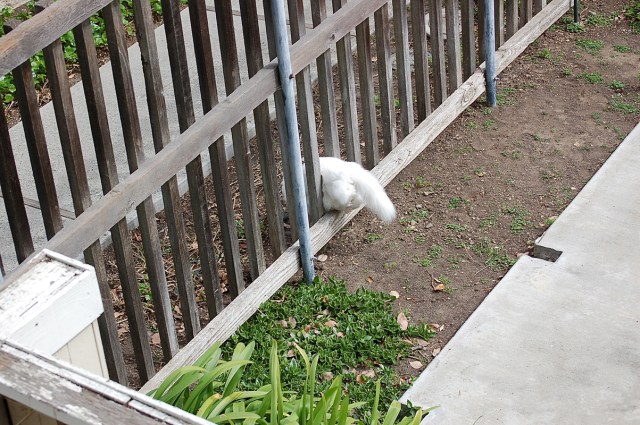 ghostofmrssmith_1999_100