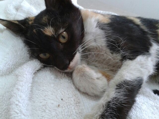 InjuredDubaiKittyNeedsHome_100