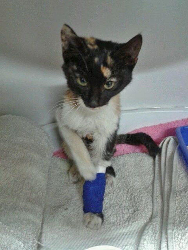 Intraveneos Feeding_100