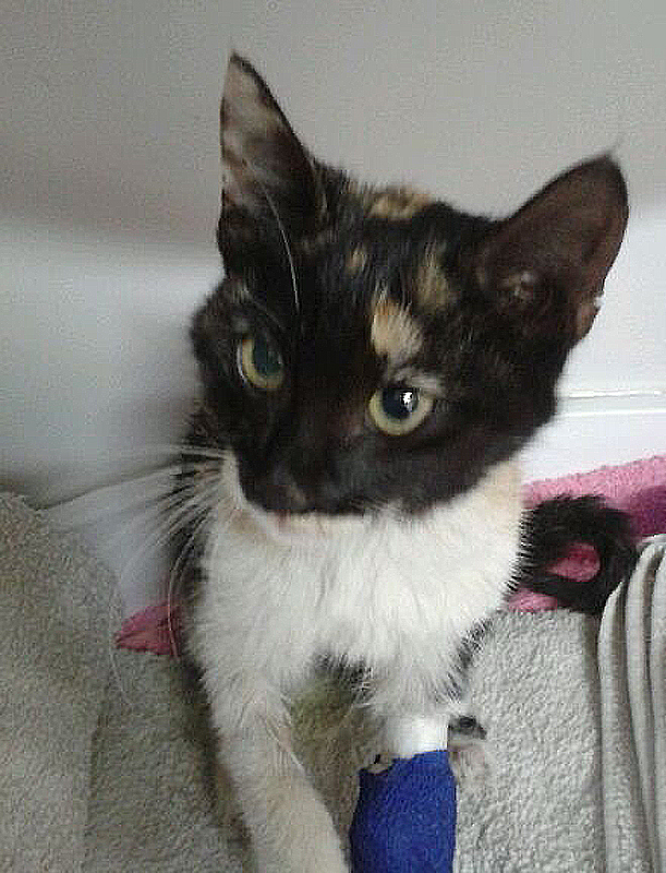 Maybe Nikkie for a Name_100