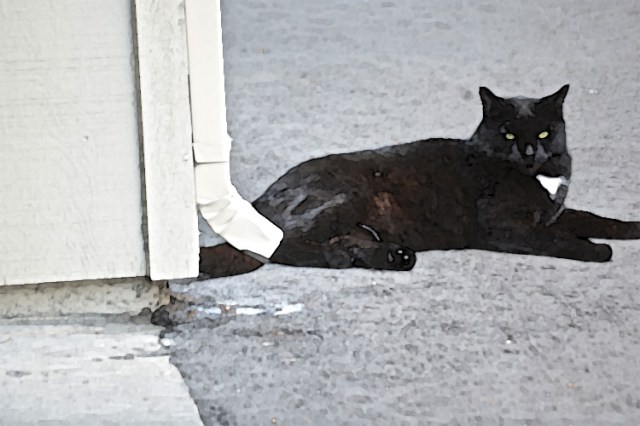 Pup is 18 lbs. these days, and here he is waiting for me to unload  groceries from the Mazda last month.