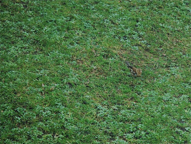 Bird in Front Yard of Henderson House