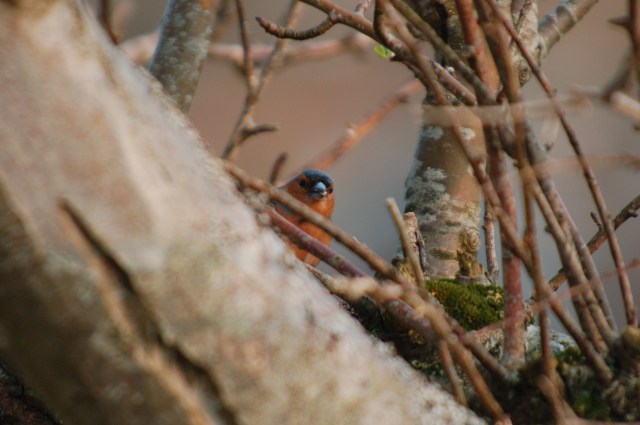 Shooting through Kitchen Window of Henderson House