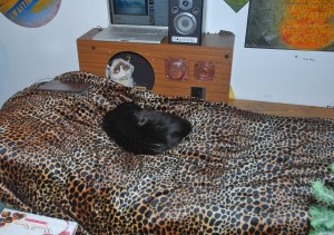 catbed_121914