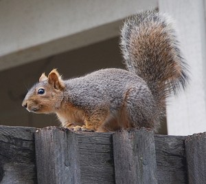 ClydeLooksClassy_121814