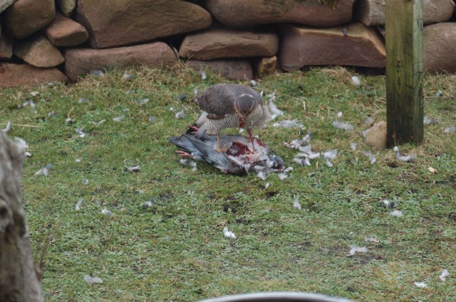 Front Yard of Henderson House on a Sunday Afternoon in February
