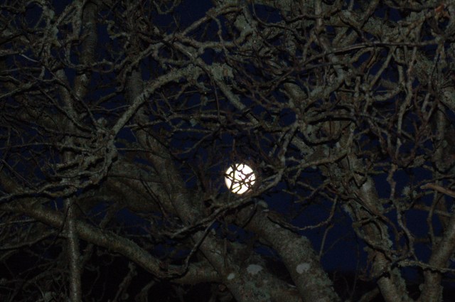 Full Moon_Winter 2012_Seen Through Rowan Tree of Henderson House