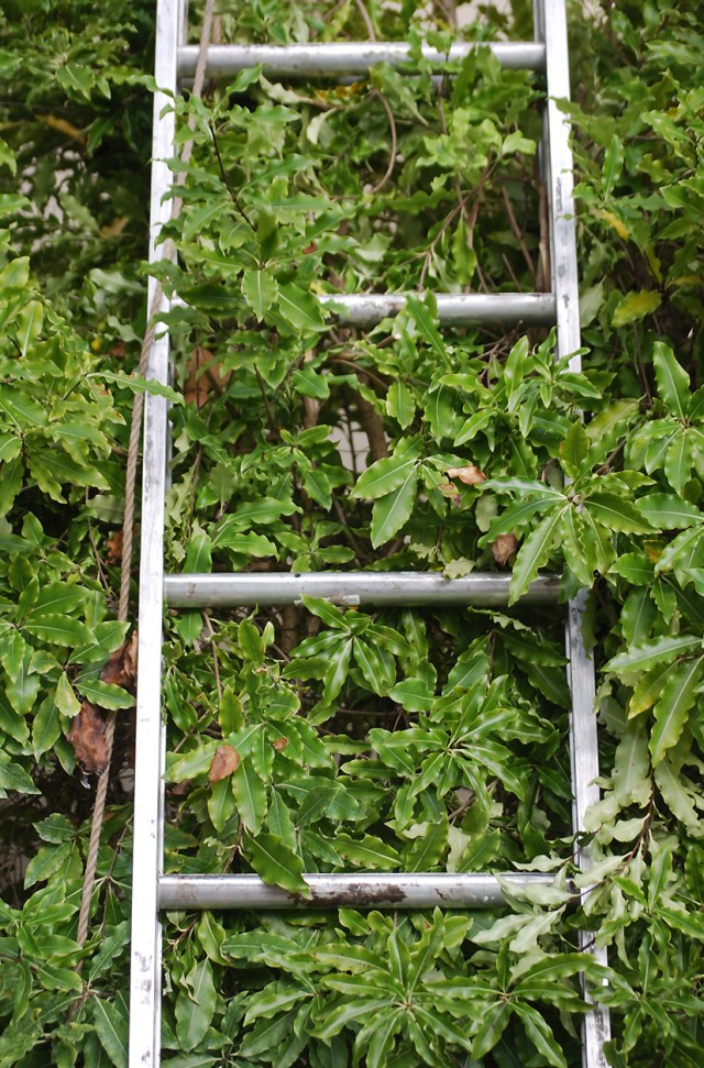 Ladder_1stDayOfWinter