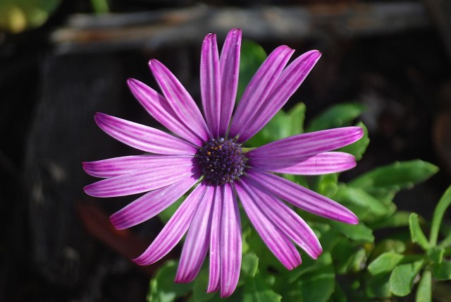Some kind of flower in Santa Clara Central Park about first winter's day 2014
