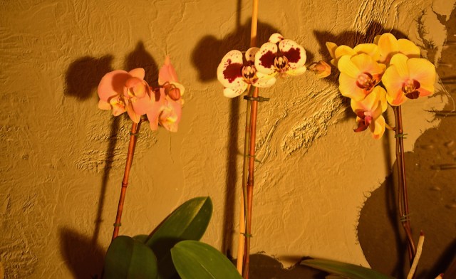 2 orchids for $10 @ Grocery Outlet, and I already had 1 here for Meaghan