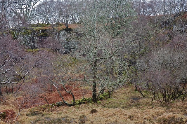 "Wood of the Lads" in Winter of 2012