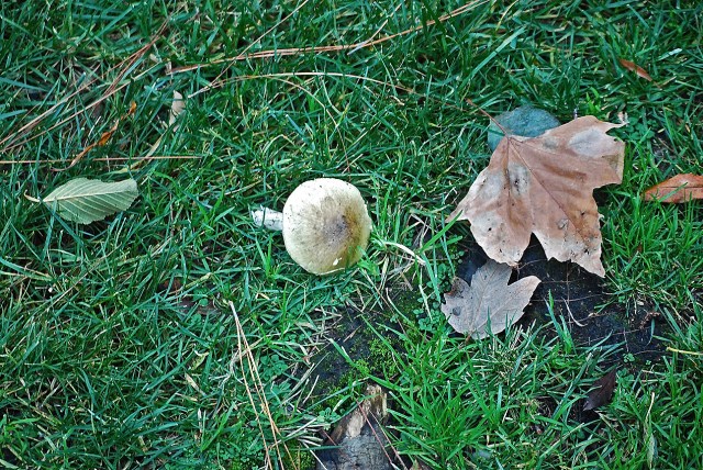 WoodsboroughLawn_120314